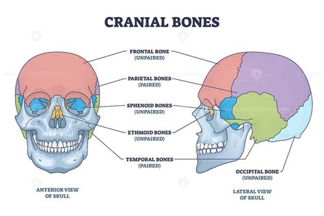 Cranial bones anatomy and skull skeleton medical division outline diagram. Labeled educational ...