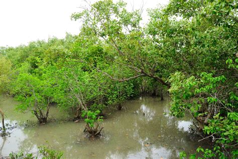 Free Sundarbans - Mangrove forest Stock Photo - FreeImages.com