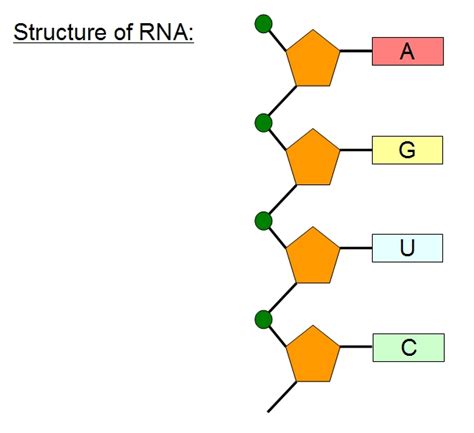 Ribosomes