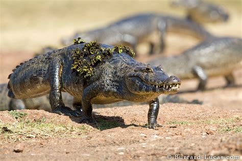 Caiman Facts-Info and New Photos | The Wildlife