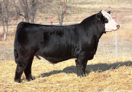 Simmental Semen - Bohrson Marketing Services