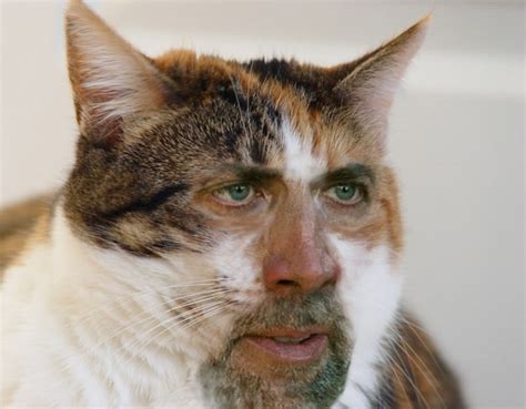 Cats With Nicolas Cage’s Face