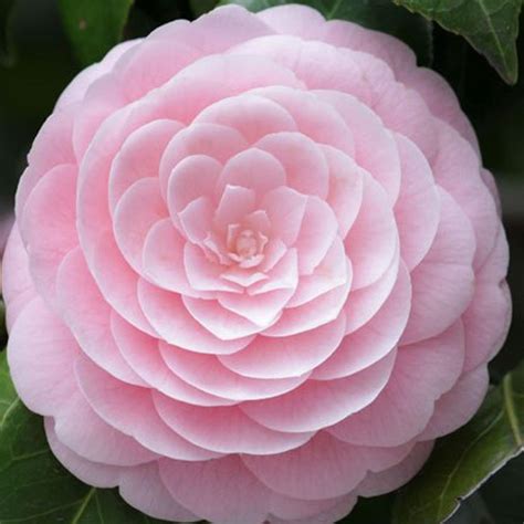 Camellia Japonica 'Pink Perfection' - VerdeGo