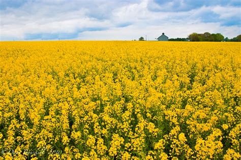 Colza Flower Field in Central France