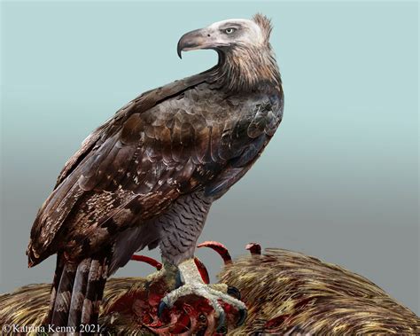 New Zealand’s Extinct Giant Bird Killed Like Eagle, Ate Like Condor ...