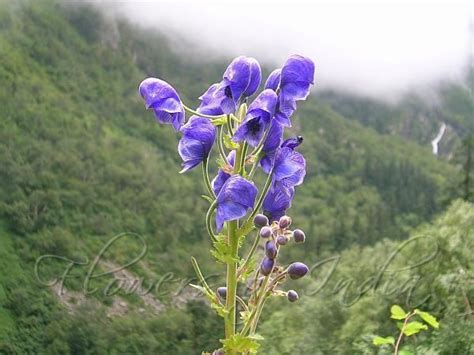 Aconitum ferox - Alchetron, The Free Social Encyclopedia