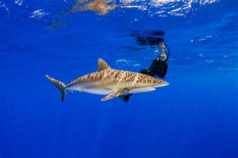 Silky Sharks - Pack Animals - Epic Diving