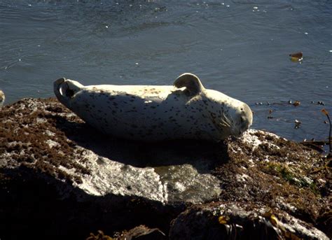 Harbor Seal waving – Mendonoma Sightings