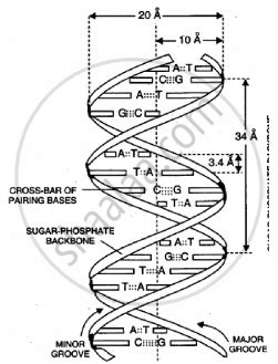 Dna Structure Labeled You don t need to be an artist