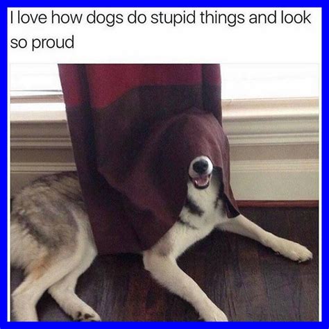 Image result for funny instagram posts | Funny animal pictures, Funny animals, Funny dogs