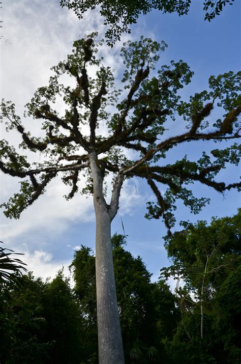 Ceiba tree | Sacred tree of the Maya, the tree of life | Ryan Tolene | Flickr