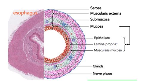 Histology Arrangement of Tubular Organs Flashcards | Quizlet