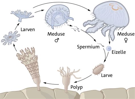 Life cycle of the Moon Jelly – Markus Ruchter illustration