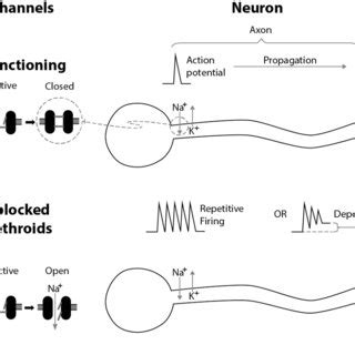 Pyrethroids' mode of action on neurons. | Download Scientific Diagram