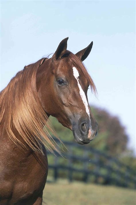 Horse Facial Markings and What They Mean