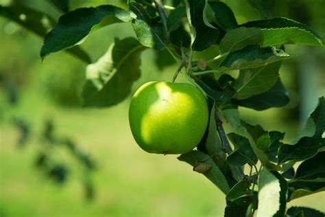 Green Apple Free Stock Photo - Public Domain Pictures