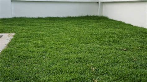 9 of the Best Low Maintenance No-Mow Grasses for Your Lawn - Going EverGreen | Grass carpet ...