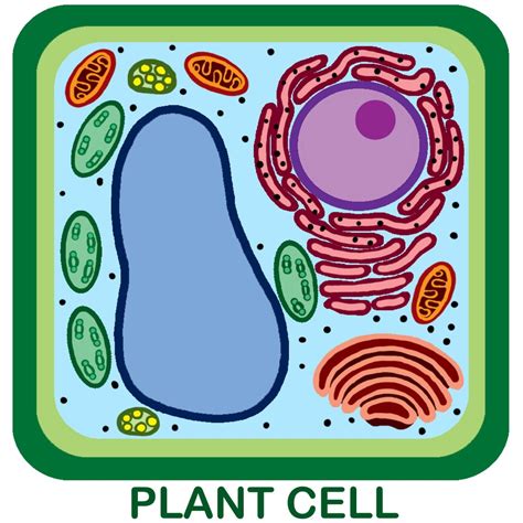 The plant cell organelles