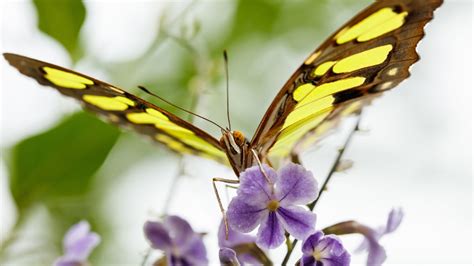 Butterfly Pavilion | Natural History Museum