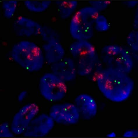 fluorescence in situ hybridization FISH - biology automaton - Flogentec