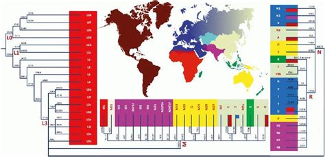 MtDNA haplogroup tree and distribution map / Wikimedia EVA MITOCONDRIAL | Mitochondrial dna ...