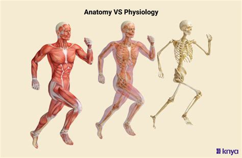 Understanding the Difference Between Anatomy and Physiology in Depth – Knya