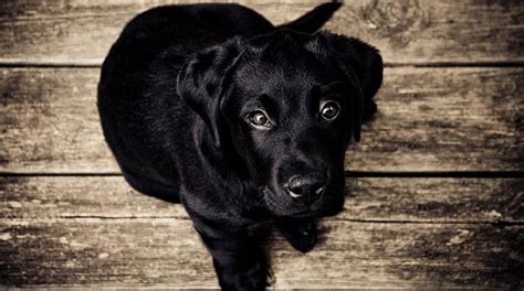 Black Dog – Dream Meaning and Symbolism