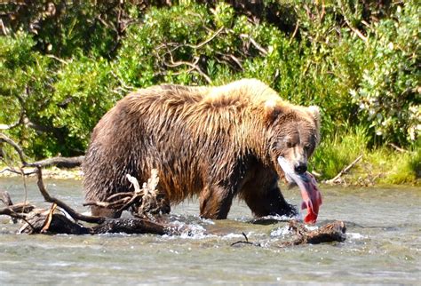 Alaska Bear Viewing & Tours. Bear Watching, Homer AK