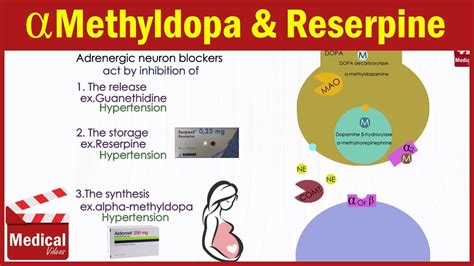 Pharmacology [ANS] 19- Adrenergic Neuron Blockers [ Guanethidine - Reserpine - Alpha methyldopa ...