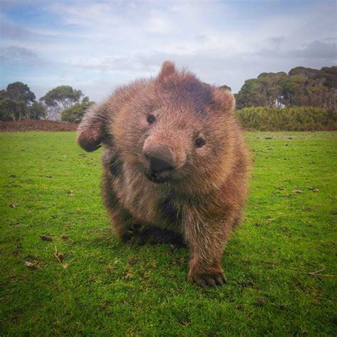 Please Enjoy The First Installment Of "Wombat Wednesdays" | Cute wombat, Australian animals ...