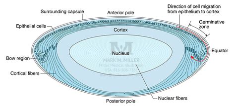 Anatomy of the Lens of the Eye, Cross-section. © The American Academy of Ophthalmology - Mark Miller