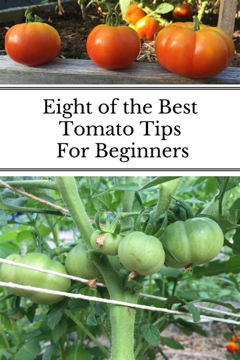 10 gardening tips for the best tomatoes – Artofit