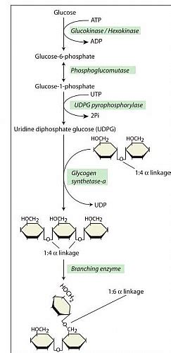 Glycogenesis Pathway, Definition, Glycogen Synthesis Steps, Cycle and ...