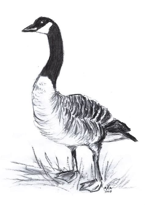 Canadian Goose by Arabidopsis on deviantART | Canadian goose, Goose tattoo, Cute animal drawings ...