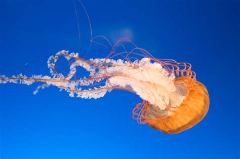 Orange Bell Jellyfish