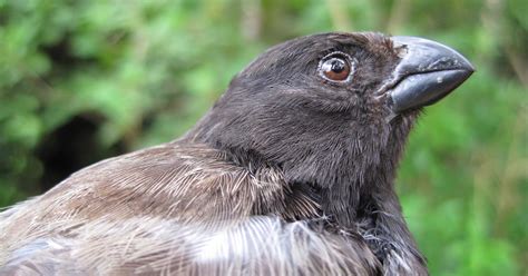 “Darwin’s Finches”: Galápagos Islands as an Evolutionary Model ...