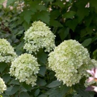 Dwarf Hydrangeas for Small Gardens or Containers - Whitehouse Landscaping