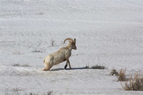 Bighorn Sheep Predators