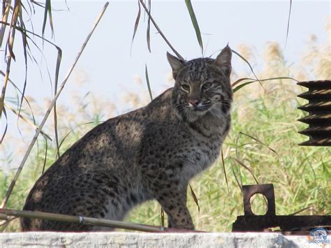 Lake Okeechobee Wildlife Pictures & Sightseeing