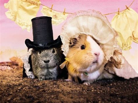 These Guinea Pigs are Dressed Up as Your Fav. Characters - Check out ...