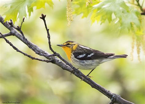 Blackburnian Warbler female | Garret Mountain Reservation, W… | Flickr