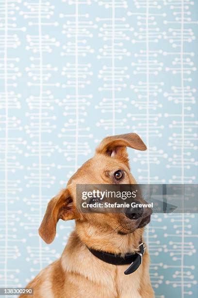 Dog Head Tilt Confused Photos and Premium High Res Pictures - Getty Images