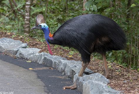 Southern Cassowary Photos - Photographs - Pictures