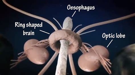 Synapse Science Magazine: Weird and Wonderful: The Giant Squid, some ...