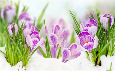 Purple crocuses, green leaves, snow wallpaper | flowers | Wallpaper Better