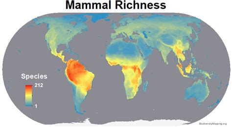 Mapping the World's Mammal Diversity