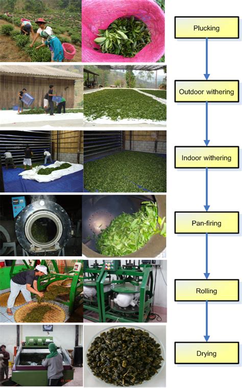 Processing steps of Oolong tea | Download Scientific Diagram