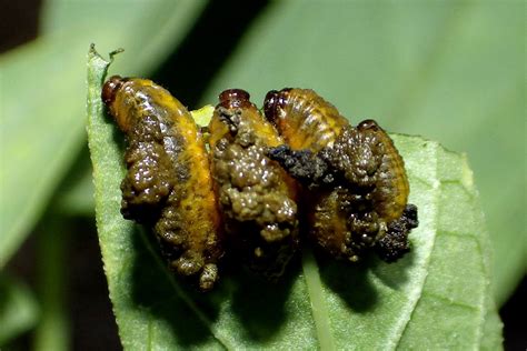 By the power of the poop-shield: Beetle defences of the faecal kind | WTF!? | Earth Touch News