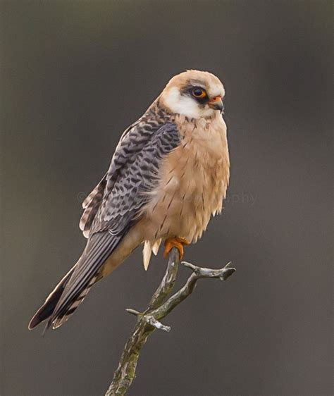 Colyton Wildlife: RED-FOOTED FALCON