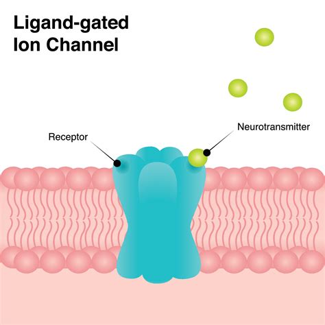 Ligand-gated ion channel diagram 6998580 Vector Art at Vecteezy